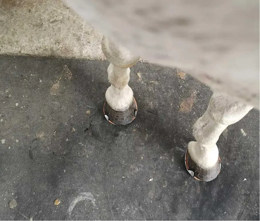 Après 1er ferrage le cheval garde son aspect postural initial