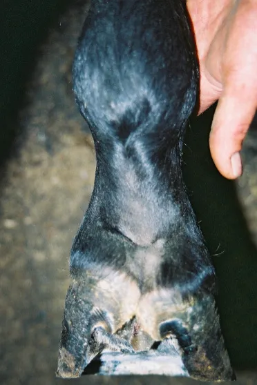 Déformation de la boîte cornée, avec un talon chevauché et un valgus du boulet