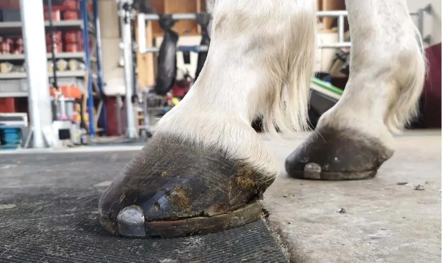 Photo des antérieurs vue sagittale avec ferrage en Duplot après 5 semaines